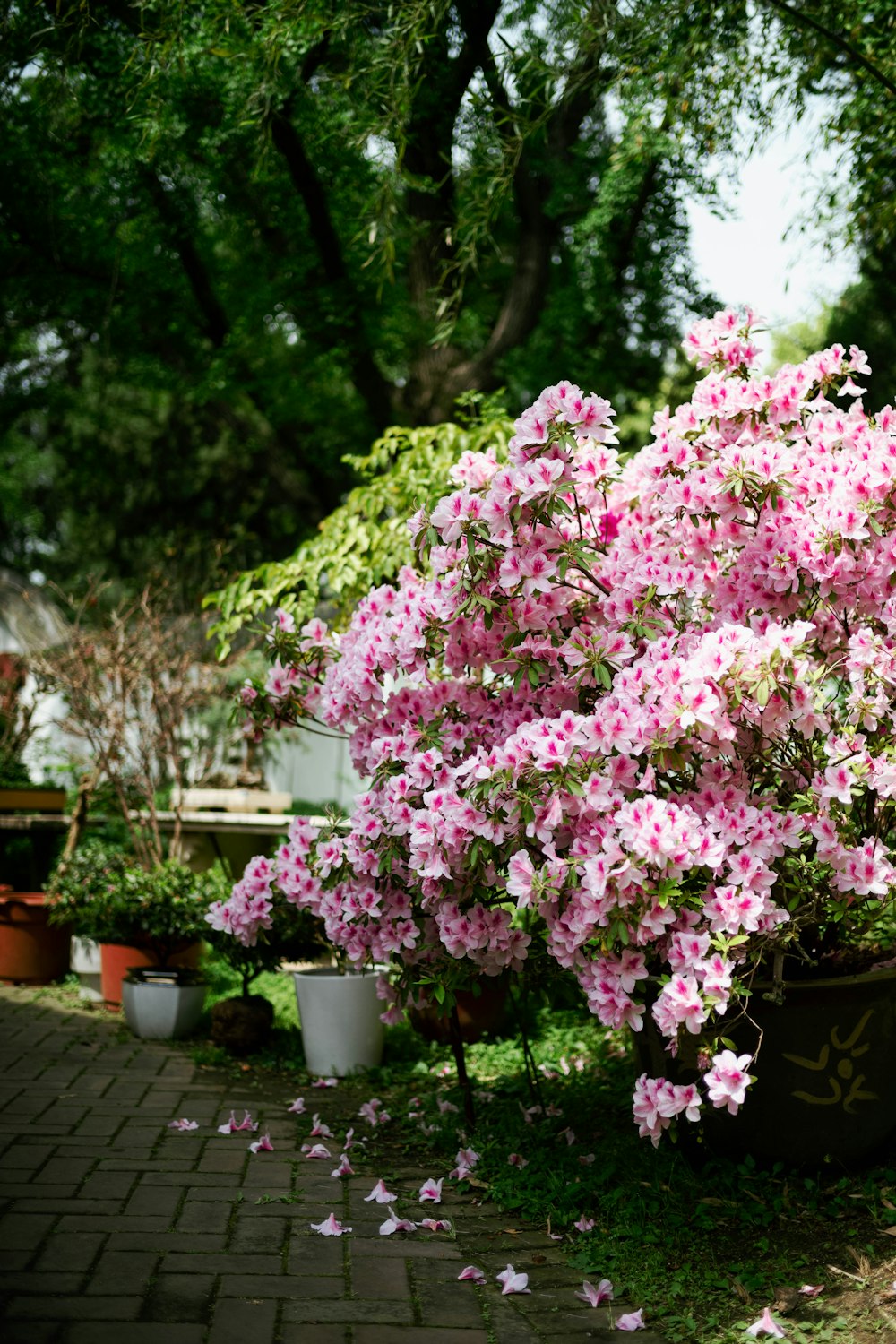 a bush of pink flowers in a garden