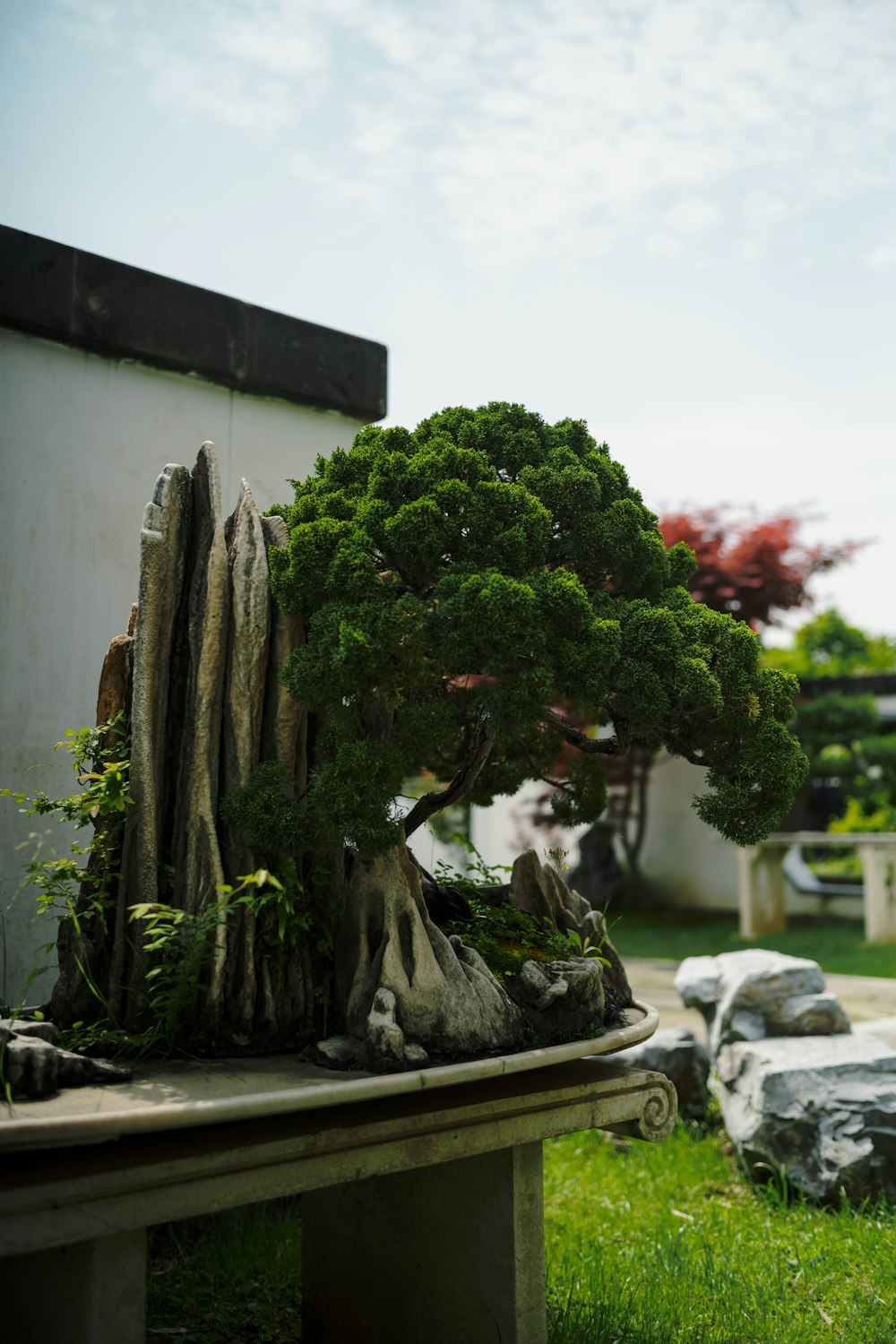a bonsai tree sitting on top of a wooden bench