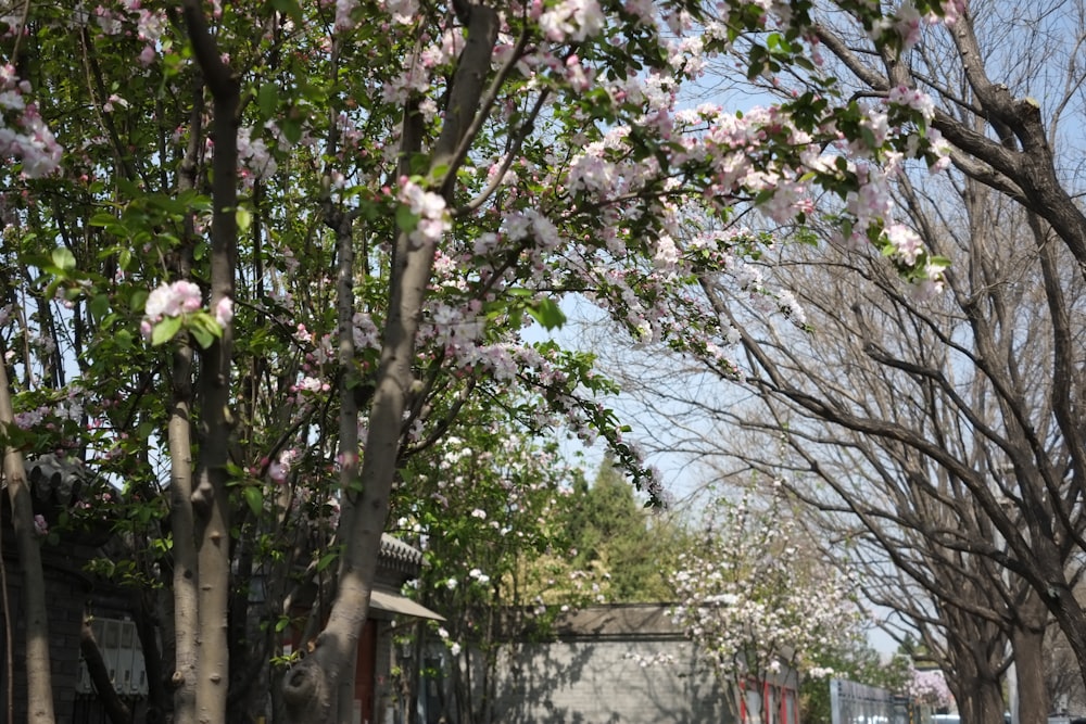 a street lined with trees and parked cars