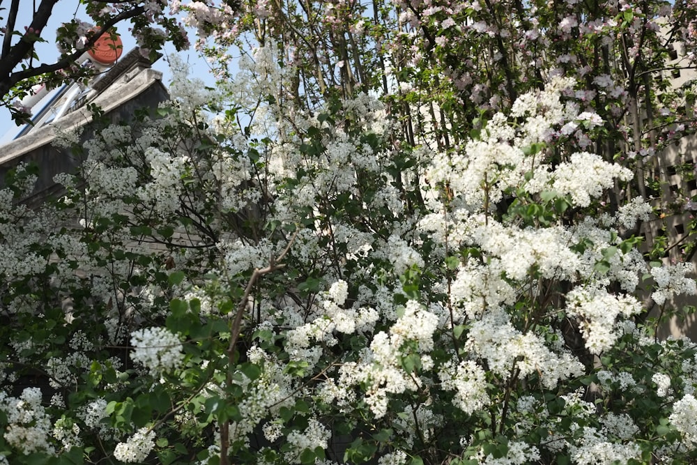 a white flowering tree next to a wooden fence