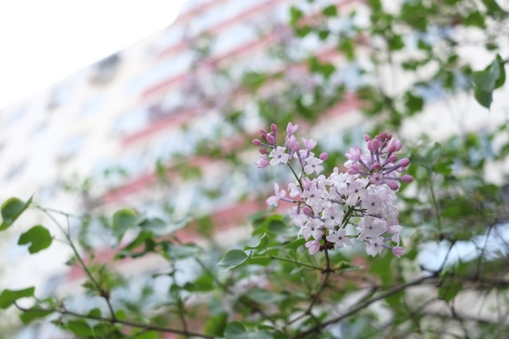 a branch of a tree with purple flowers in front of a building