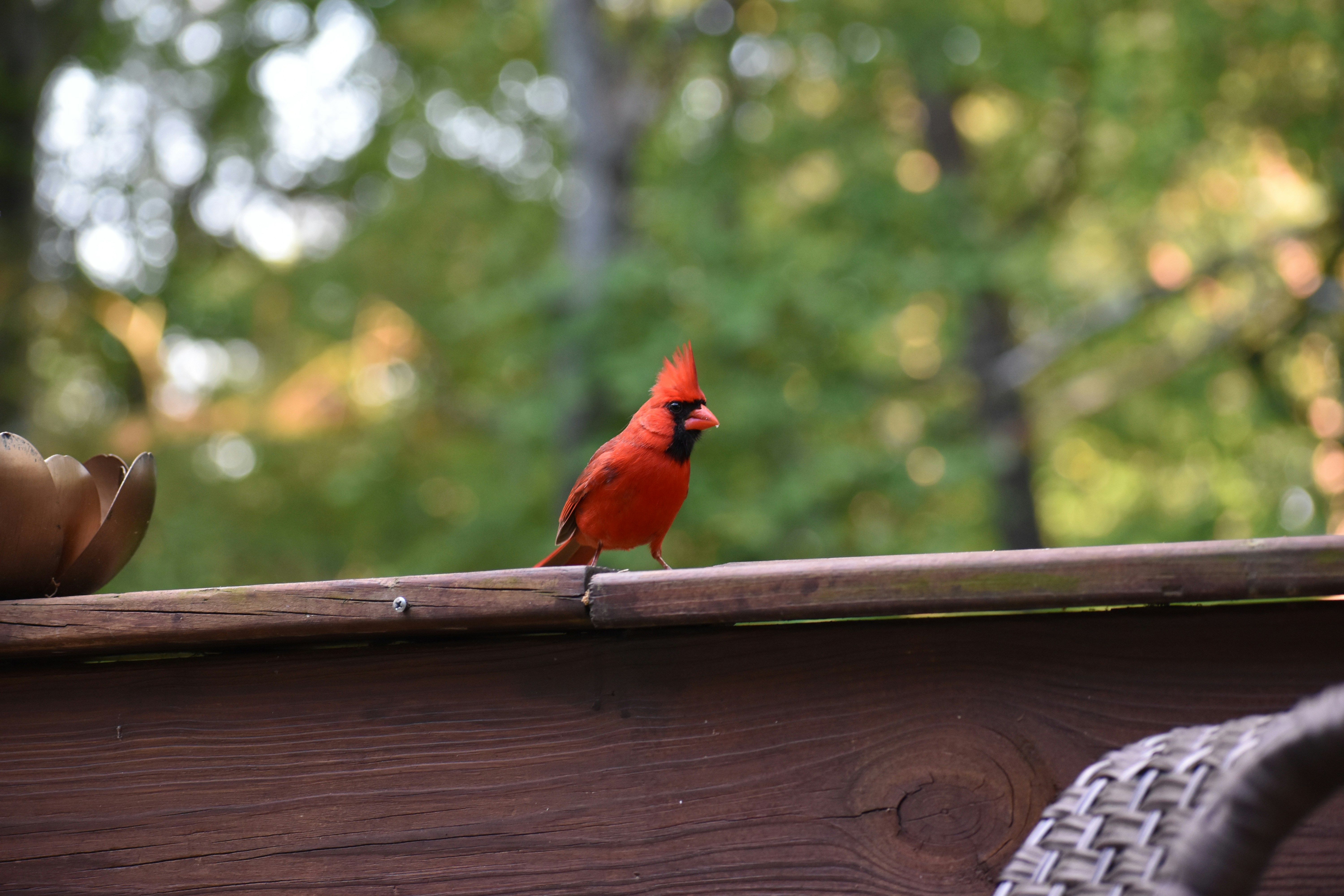 a red bird sitting on top of a wooden rail