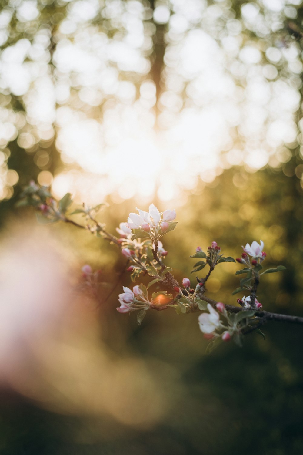 a branch of a tree with white flowers