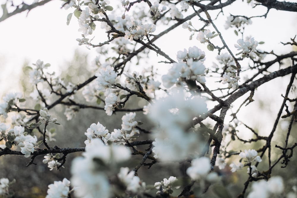 a close up of a tree with white flowers