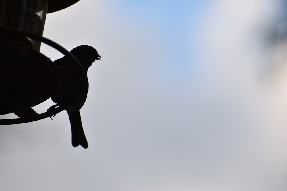 a bird is perched on a bird feeder