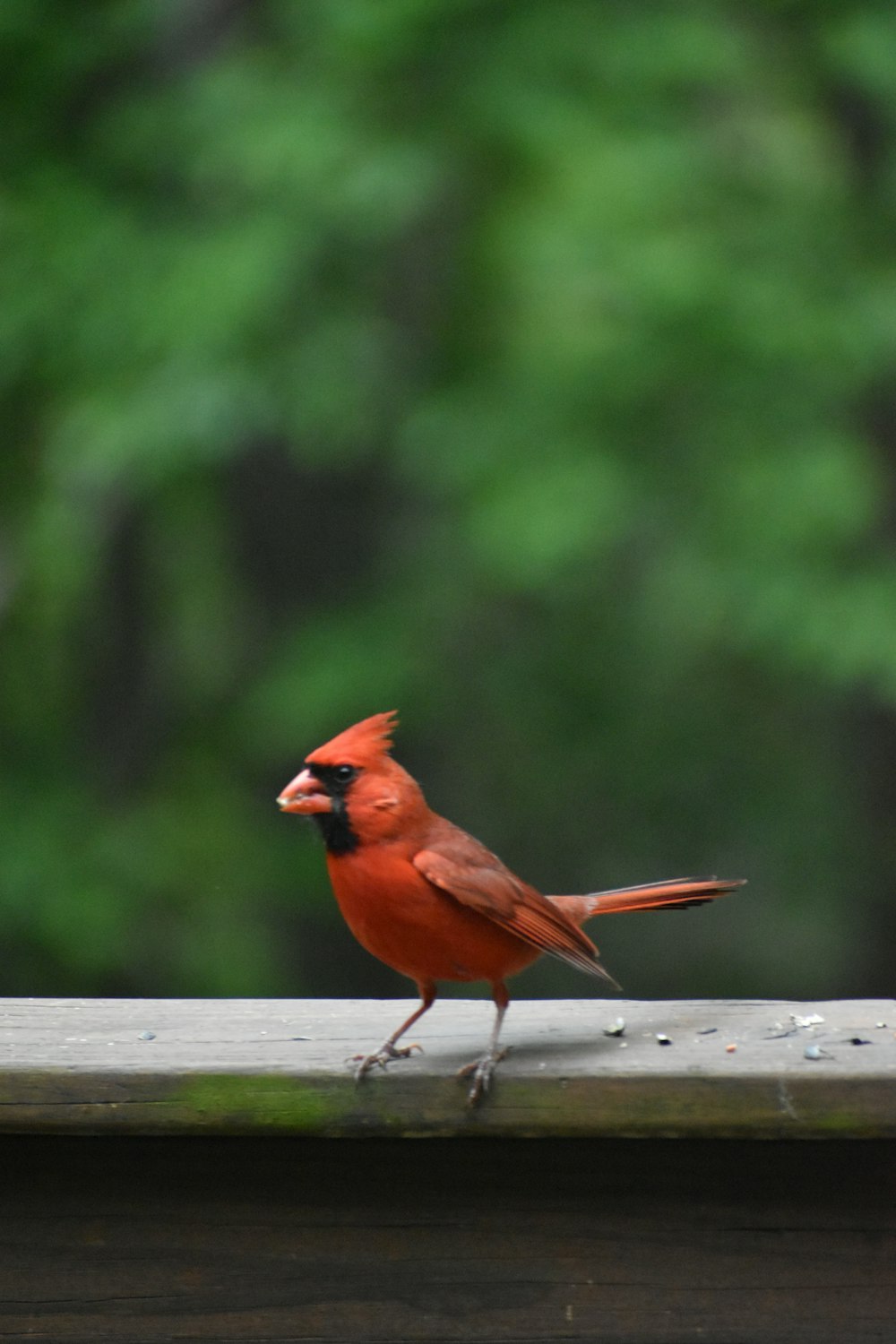 ein roter Vogel, der auf einem Holzzaun steht