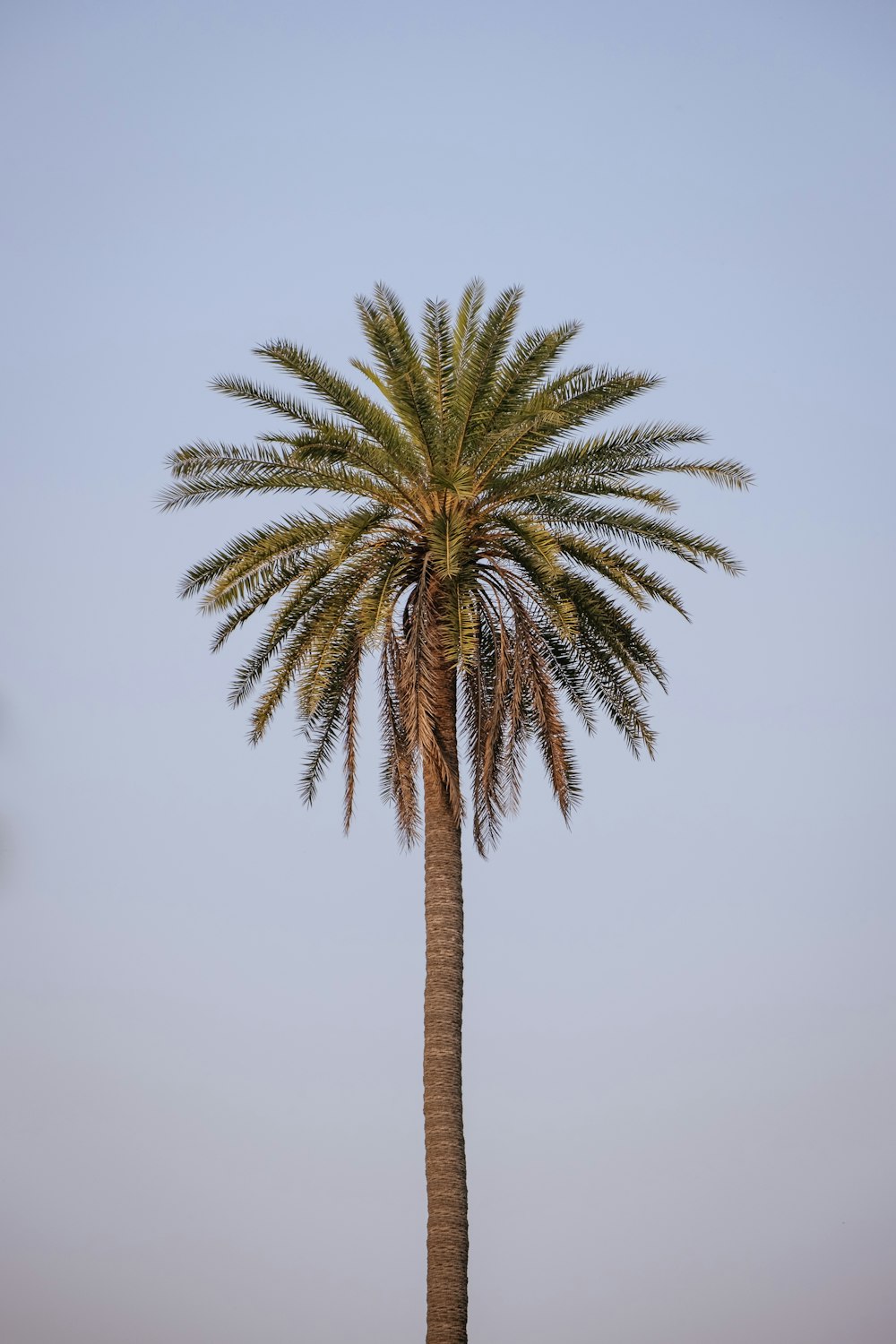 a palm tree with a blue sky in the background