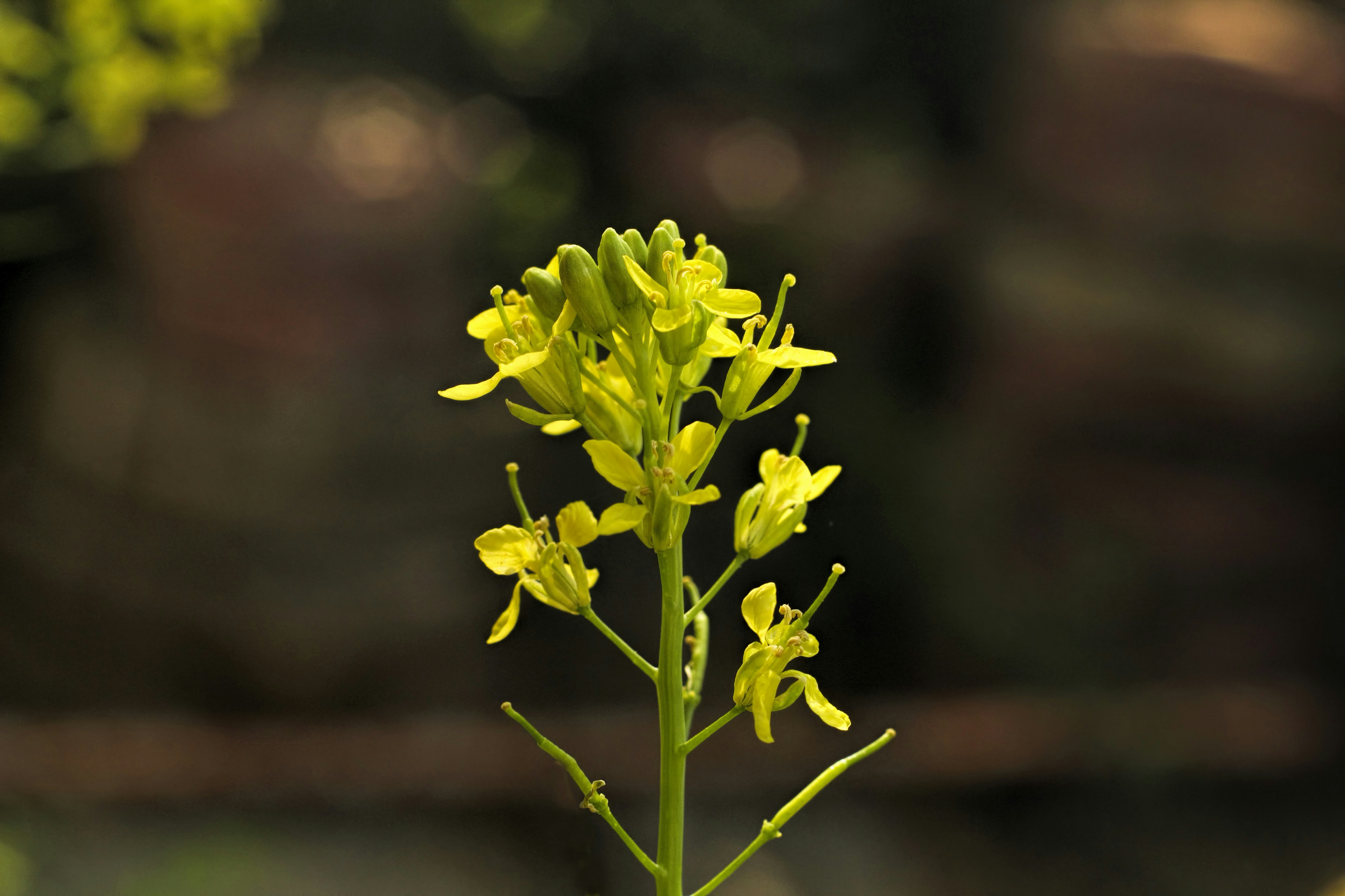 Eine Nahaufnahme einer gelben Blume mit verschwommenem Hintergrund
