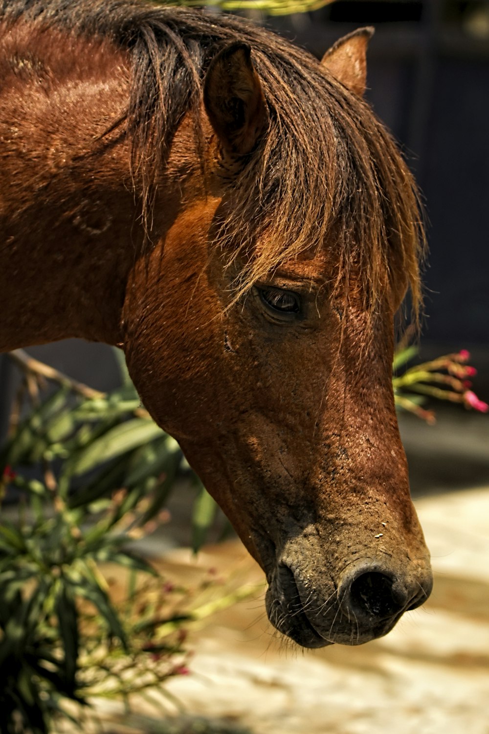 a close up of a brown horse with a bush in the background