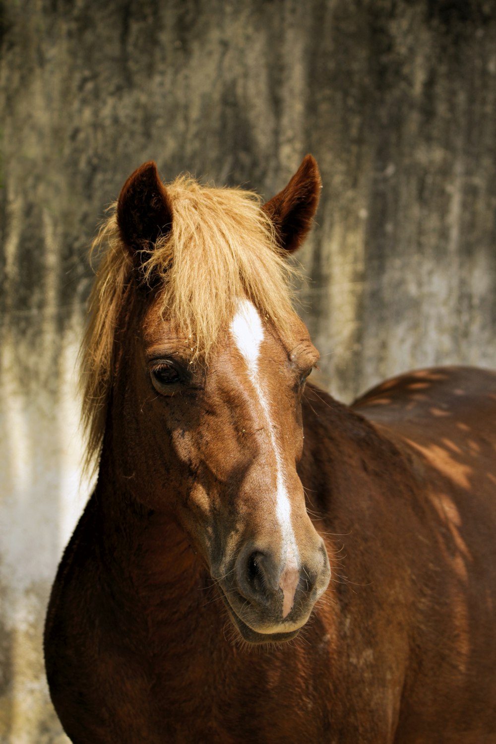 a brown horse with blonde hair standing in front of a wall