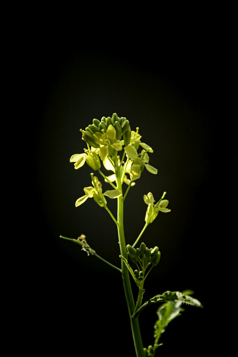 a yellow flower with green leaves on a black background
