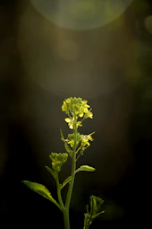 a close up of a plant with a blurry background