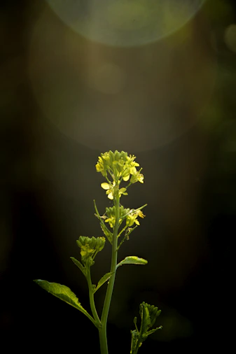a close up of a plant with a blurry background