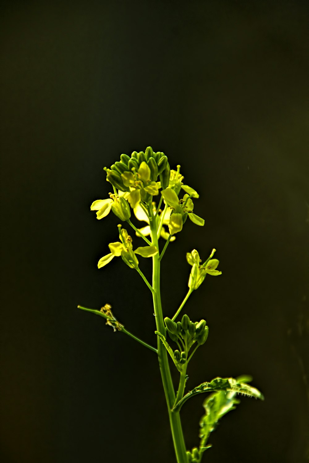 a close up of a yellow flower on a stem
