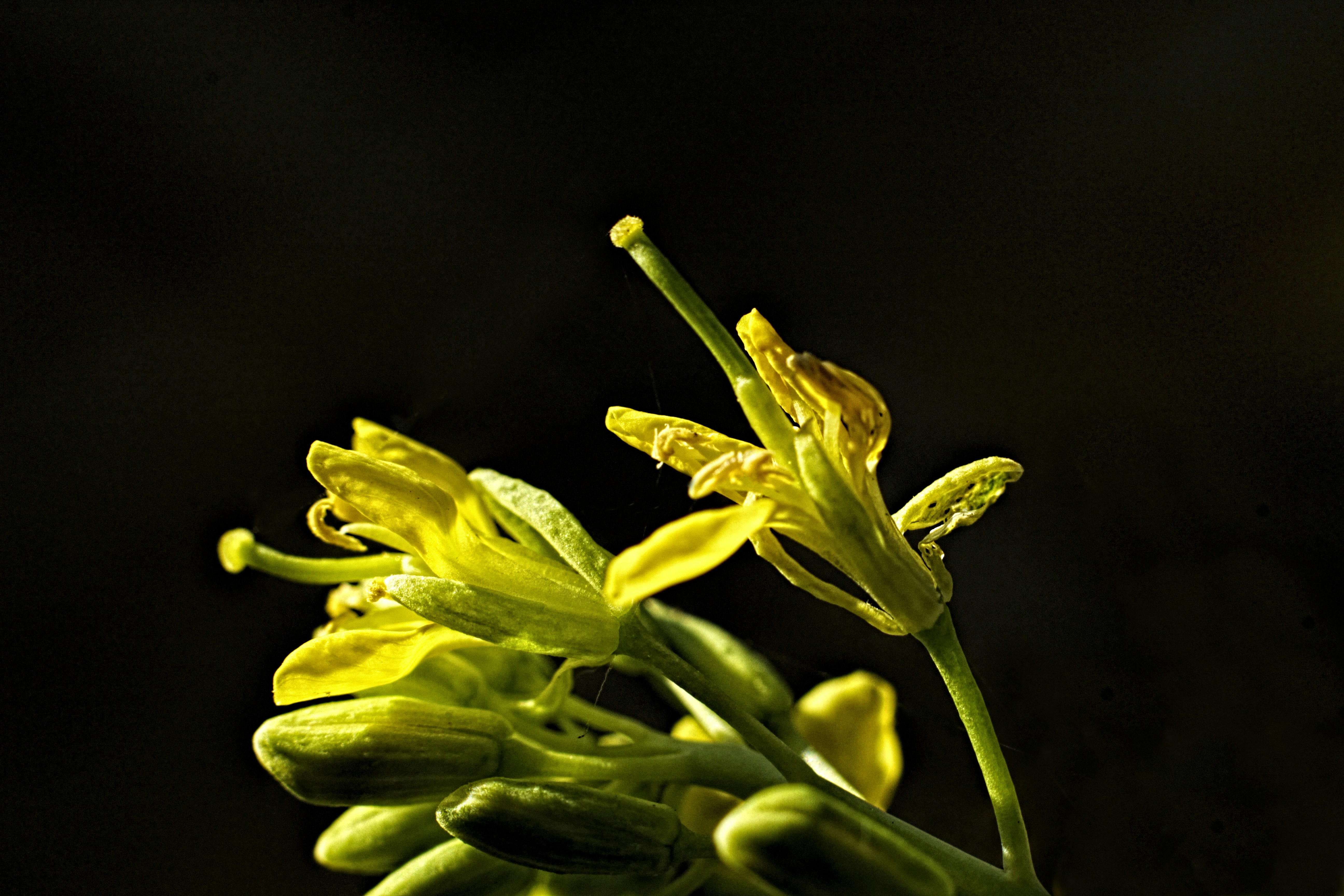 A Plant Built for Conquest (image credits: unsplash)