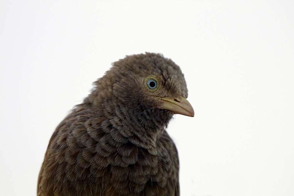 a close up of a bird with a white background