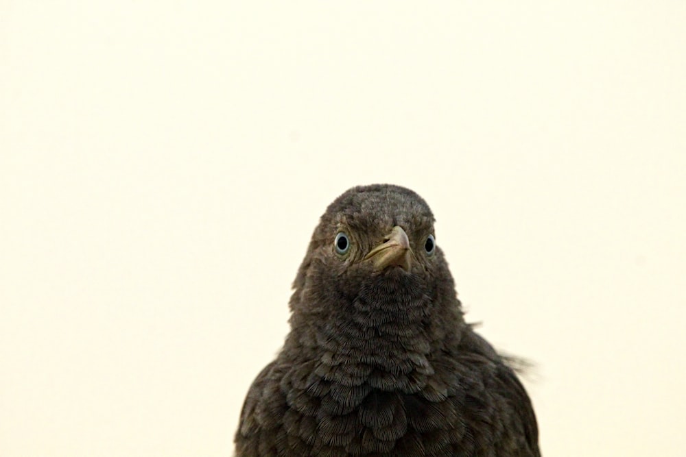 a close up of a bird with a white background