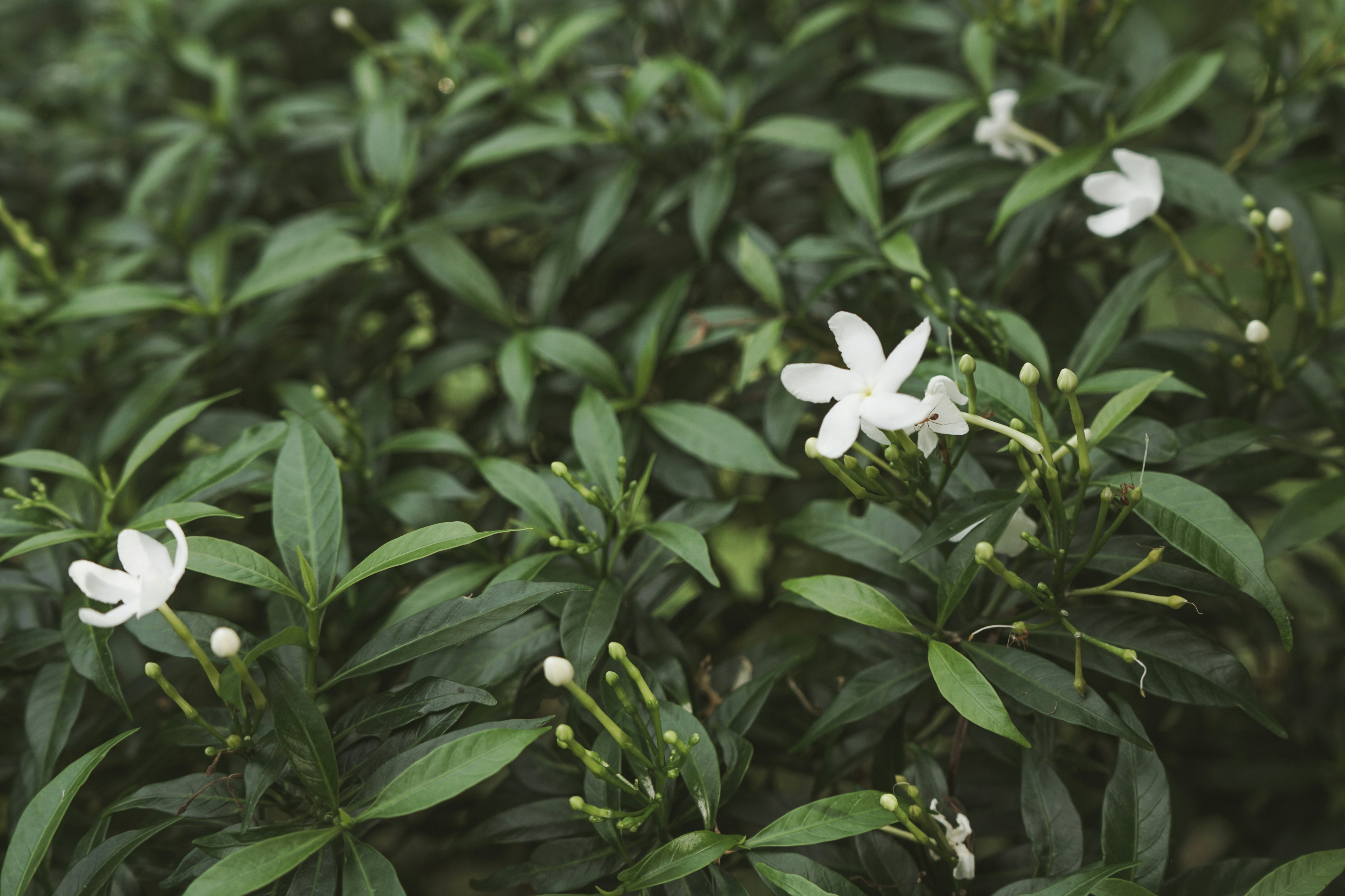 Photo by aseprendi12