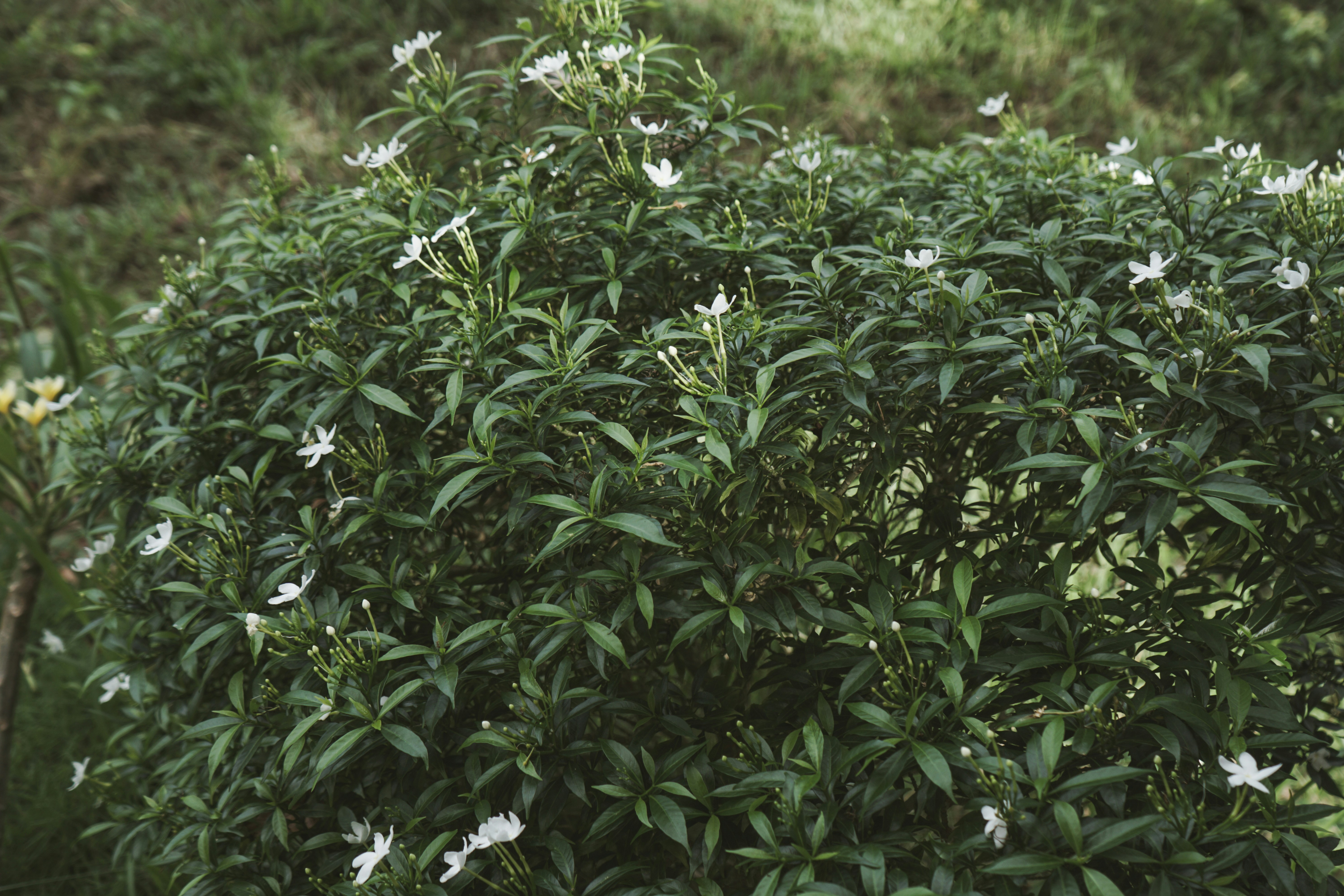 Photo by aseprendi12