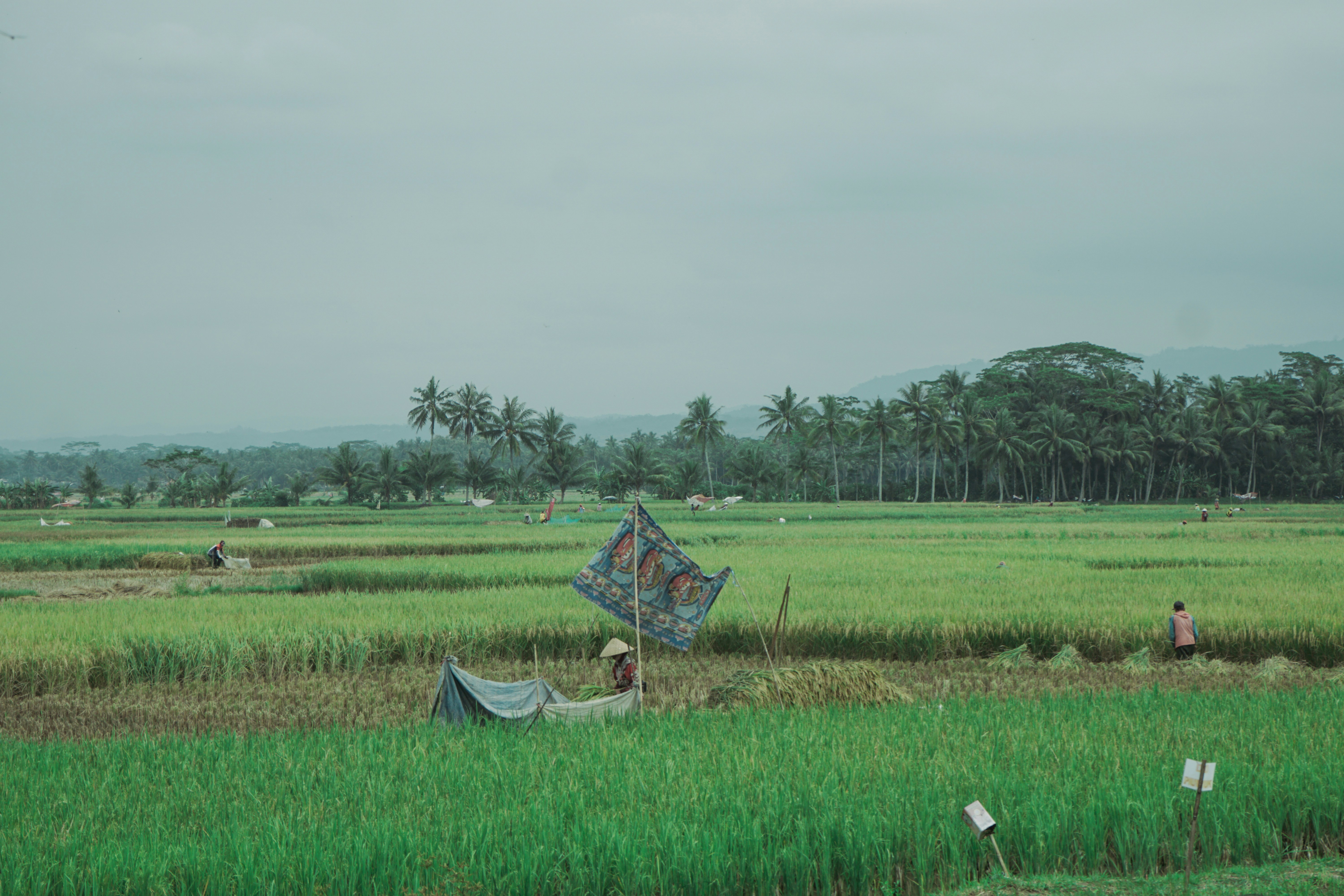 Photo by aseprendi12