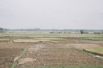 a large field with a lot of crops in it