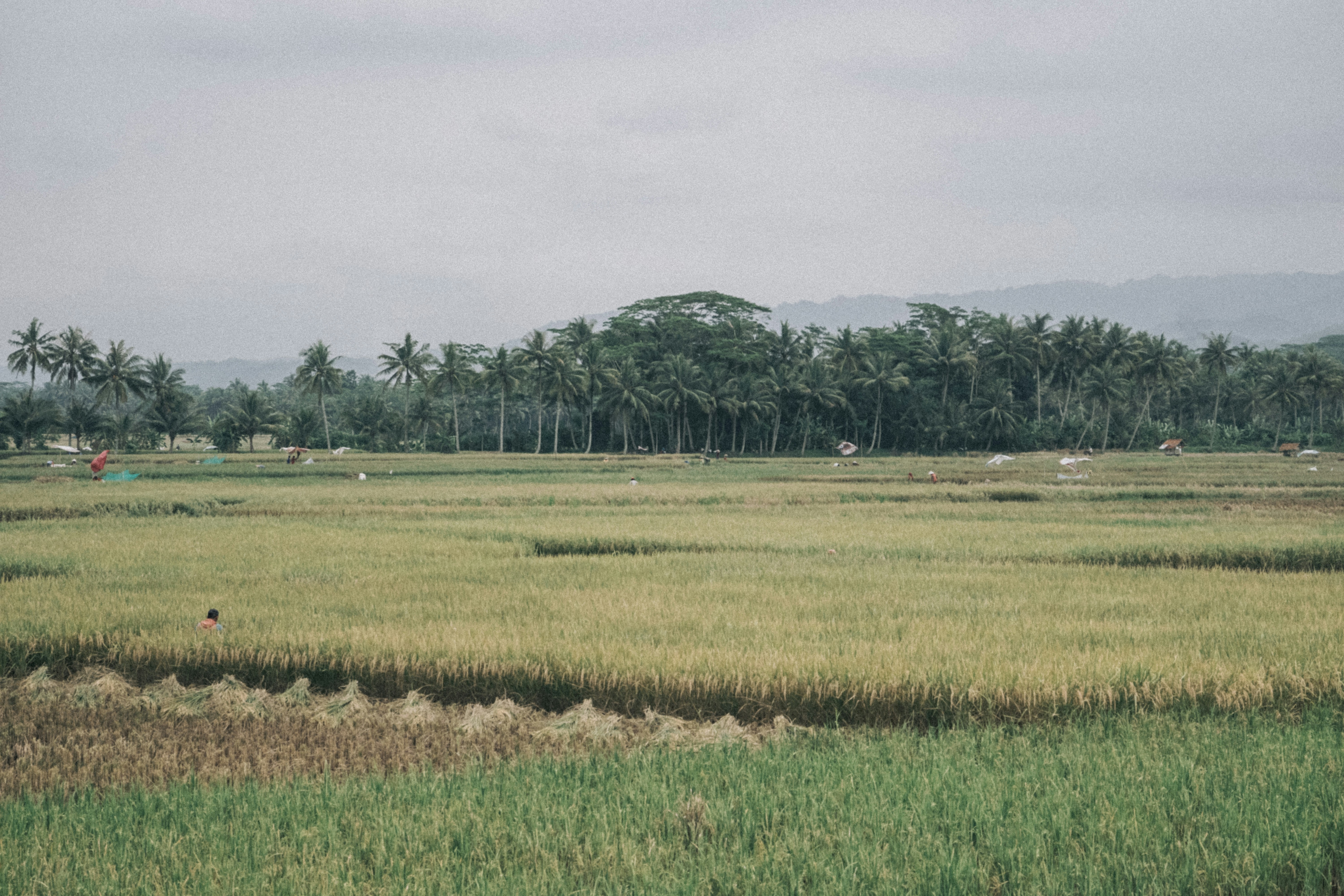 Photo by aseprendi12