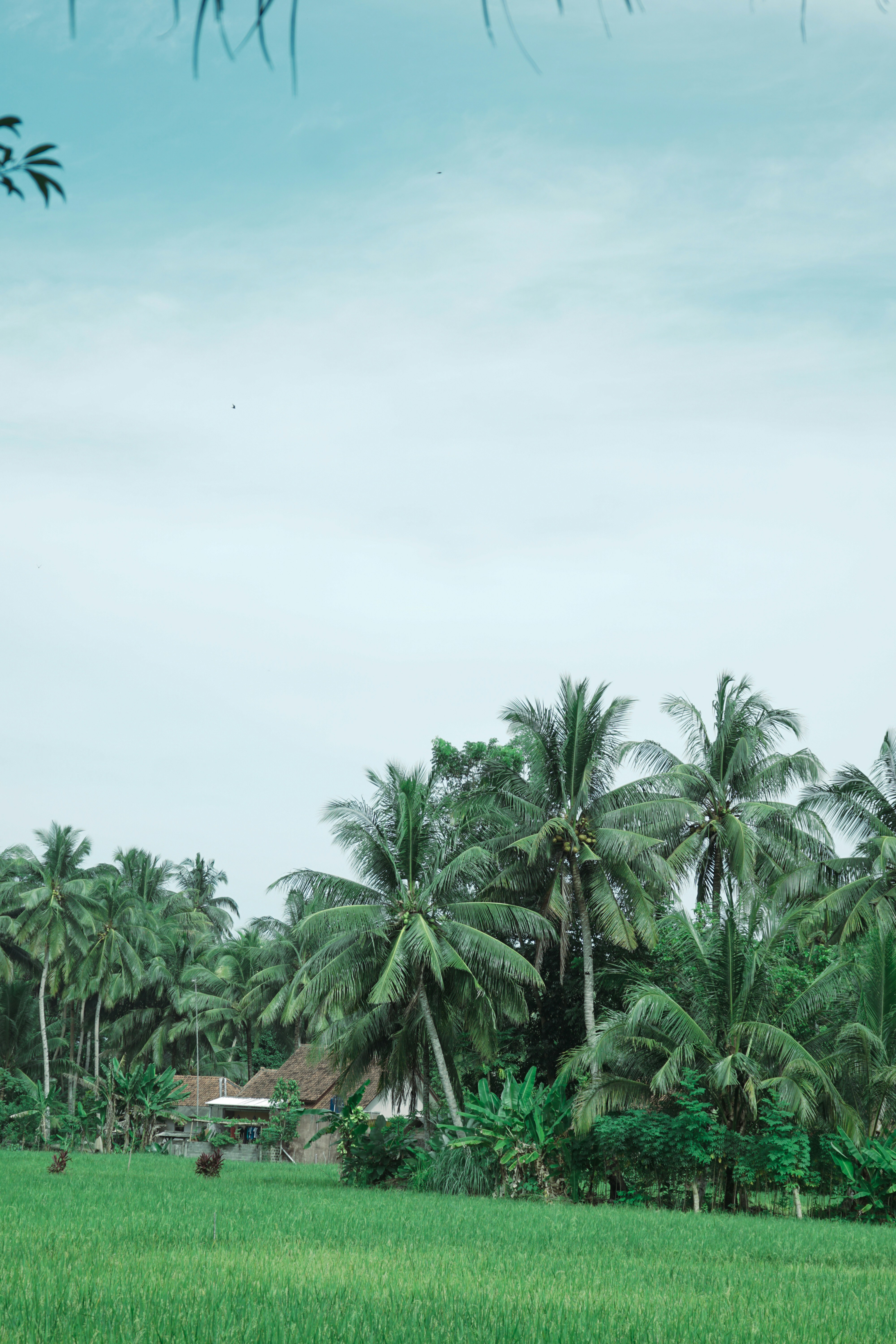 Photo by aseprendi12