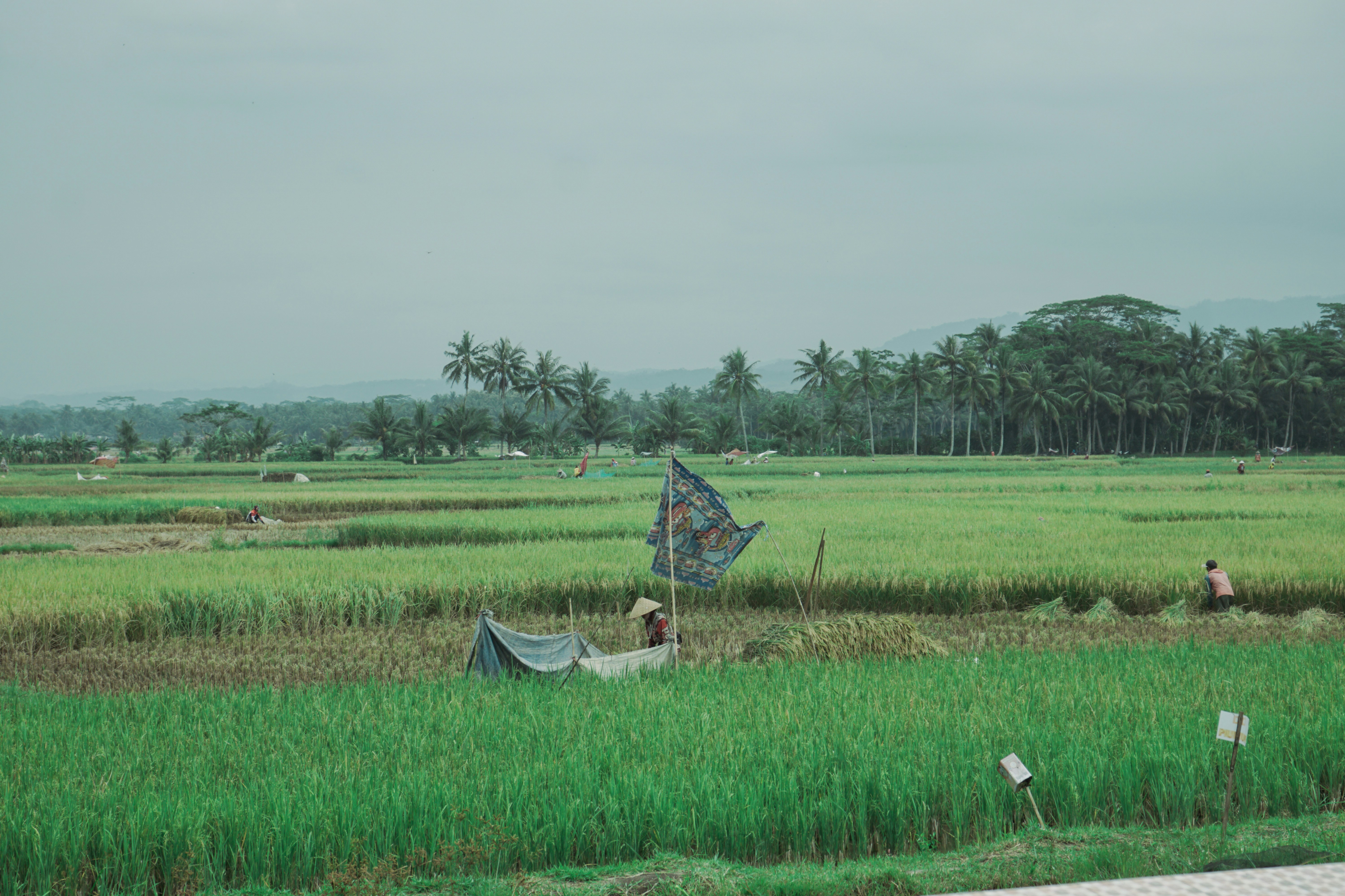 Photo by aseprendi12