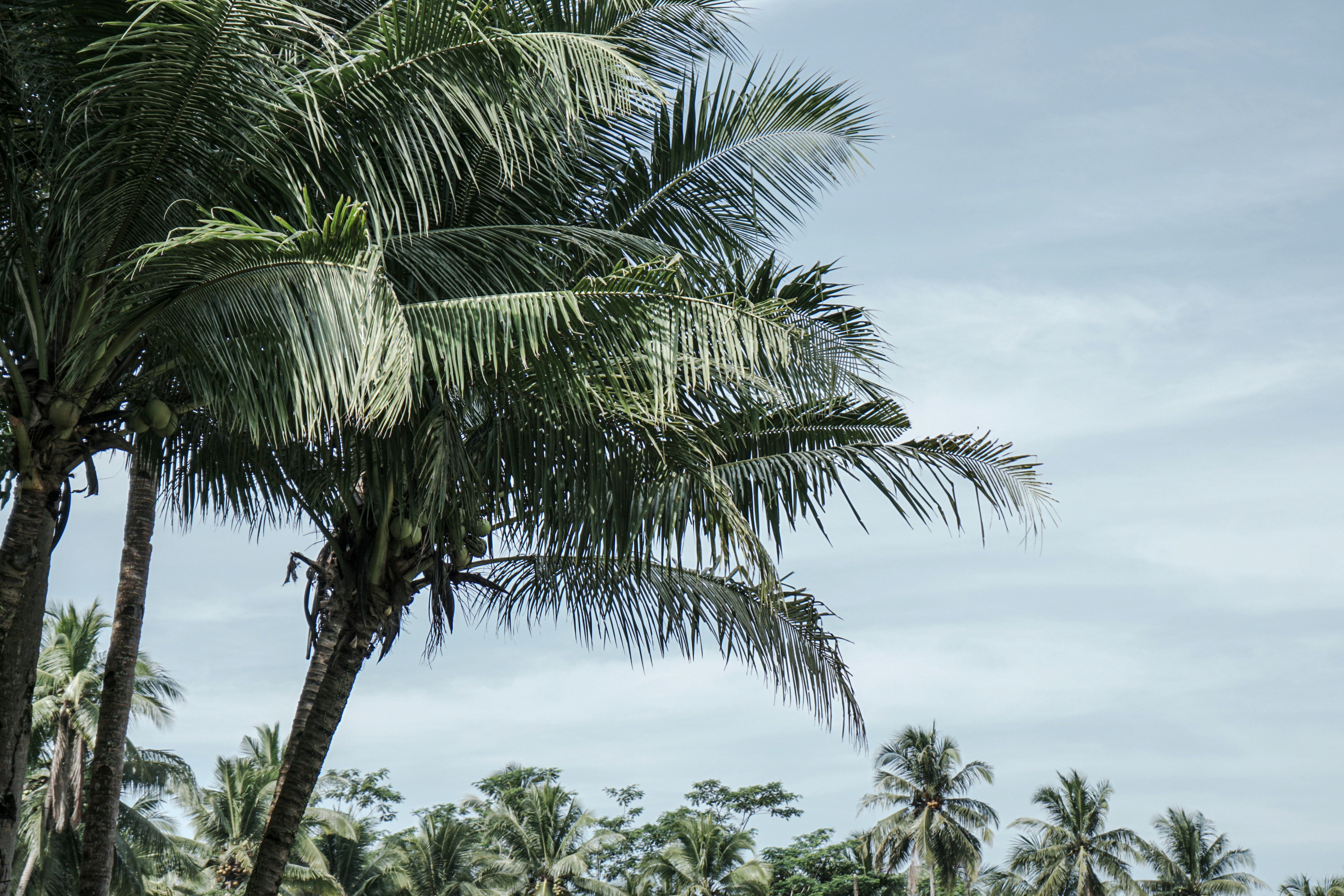 Photo by aseprendi12