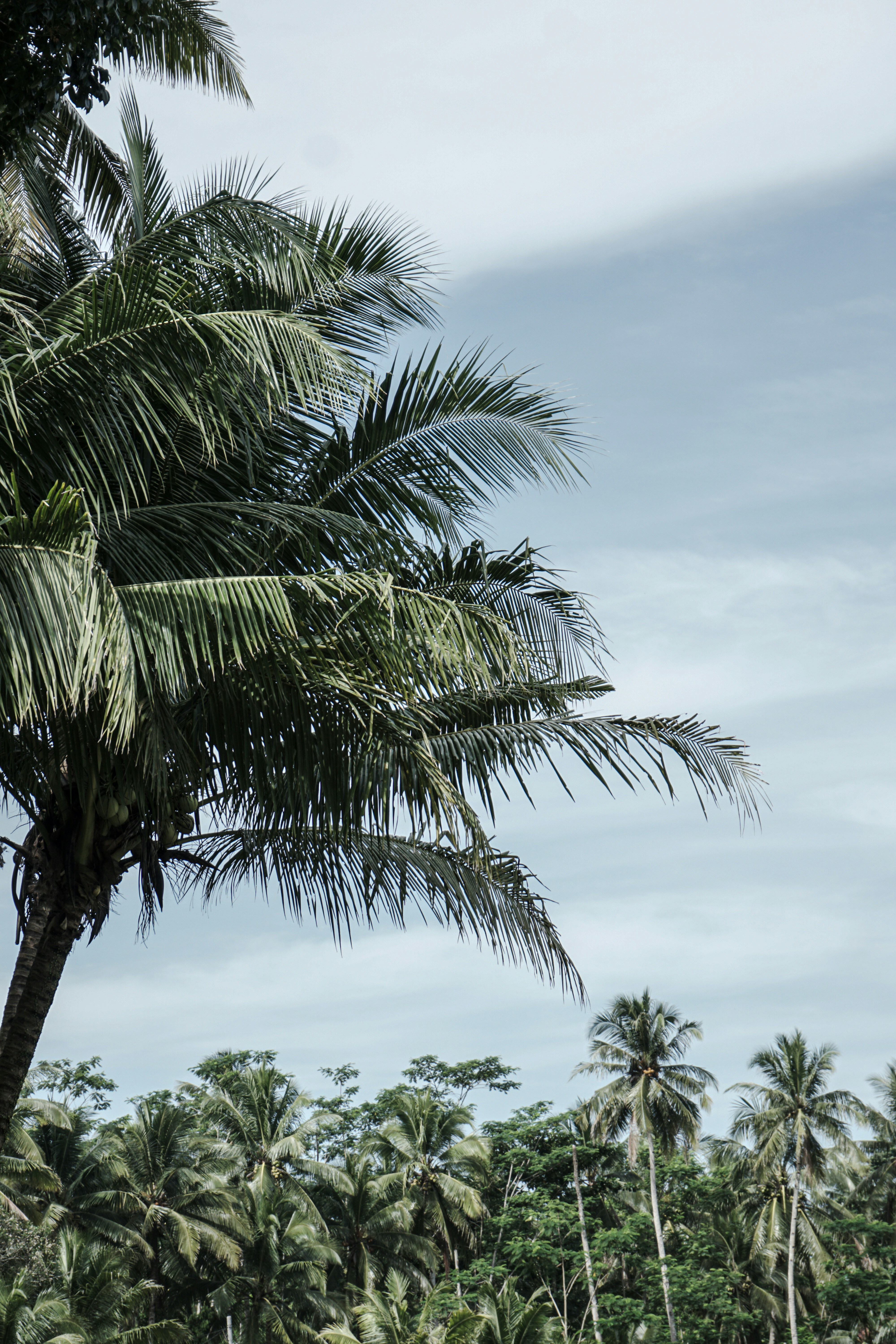 Photo by aseprendi12