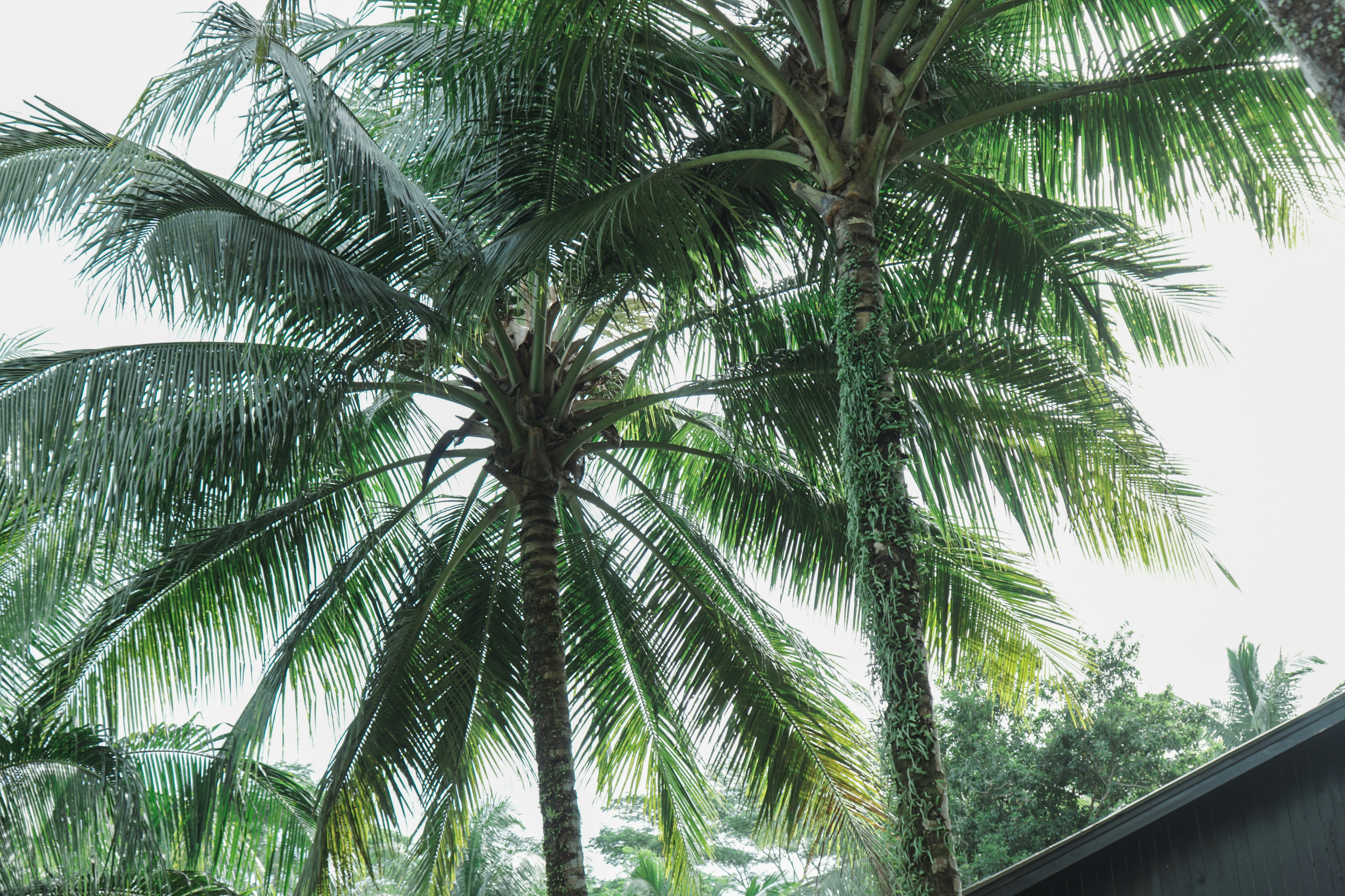 Photo by aseprendi12