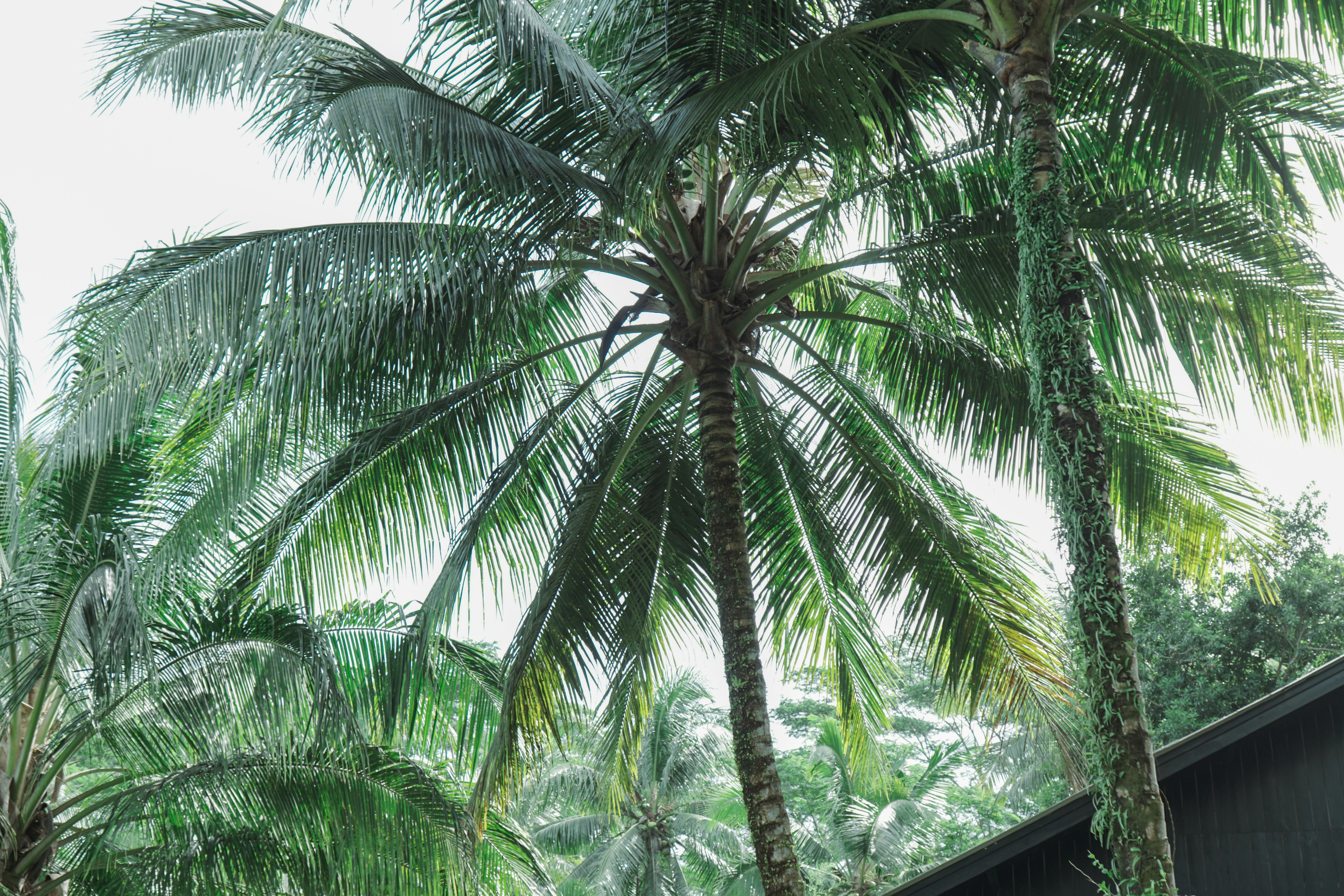 Photo by aseprendi12