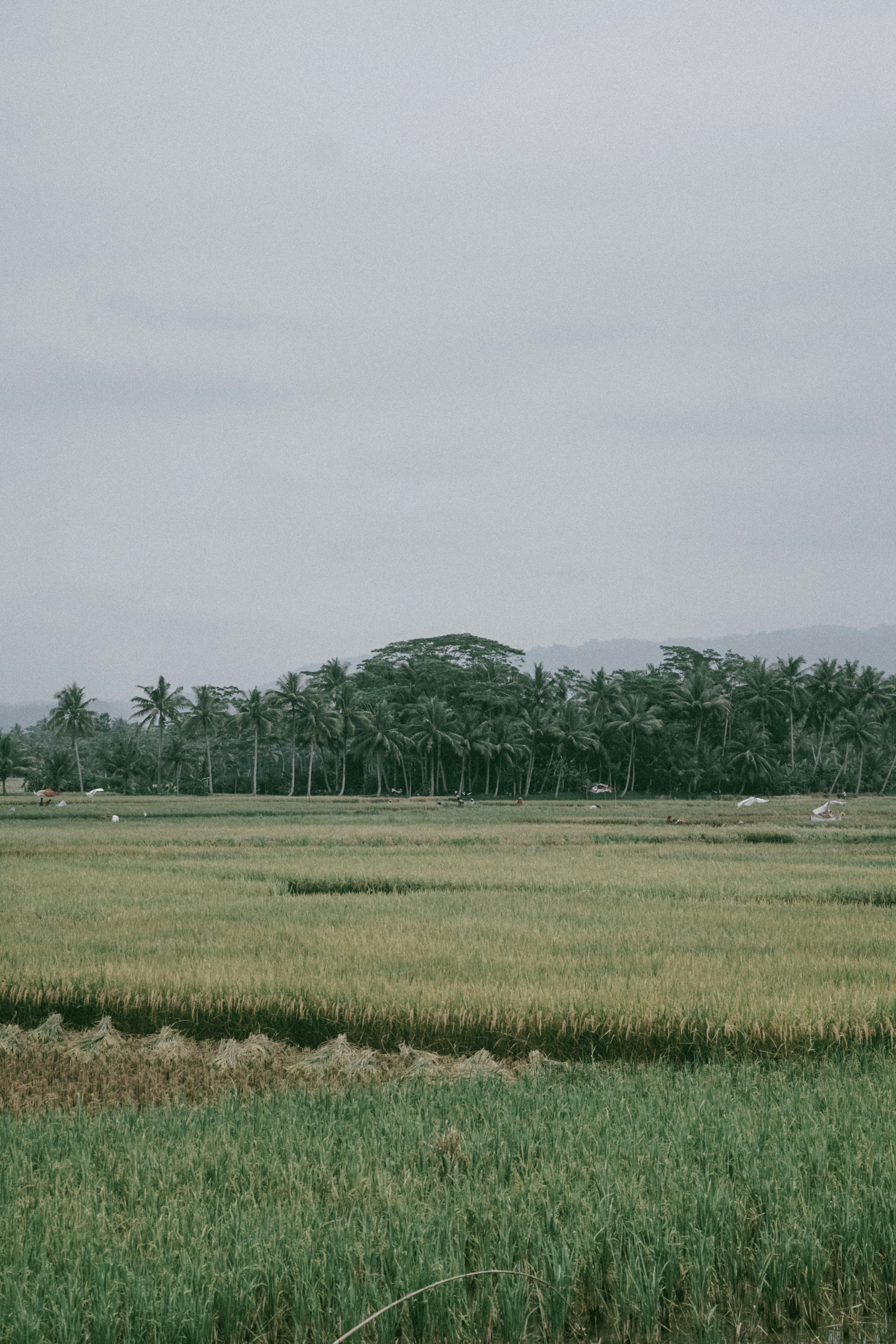 Photo by aseprendi12