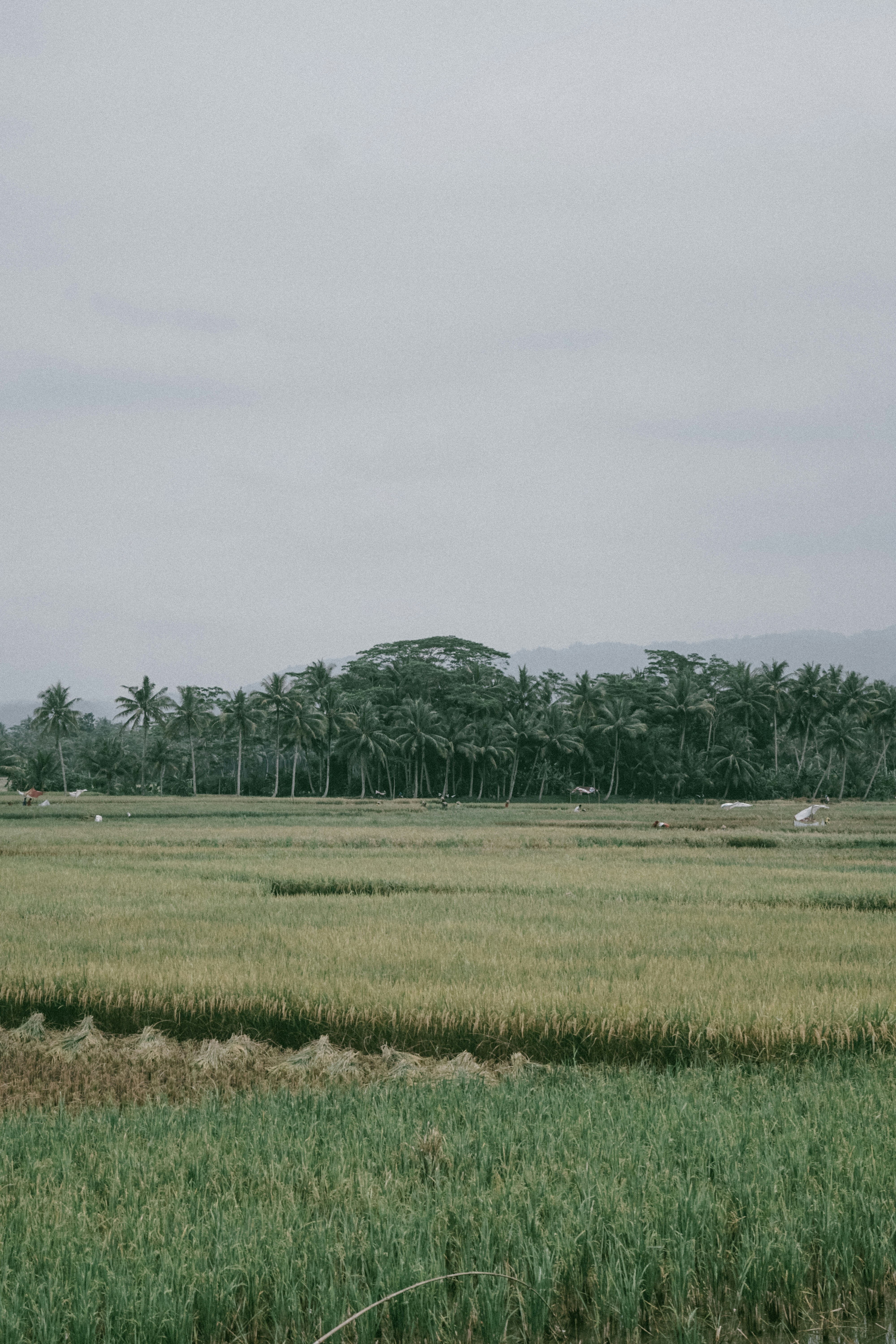 Photo by aseprendi12