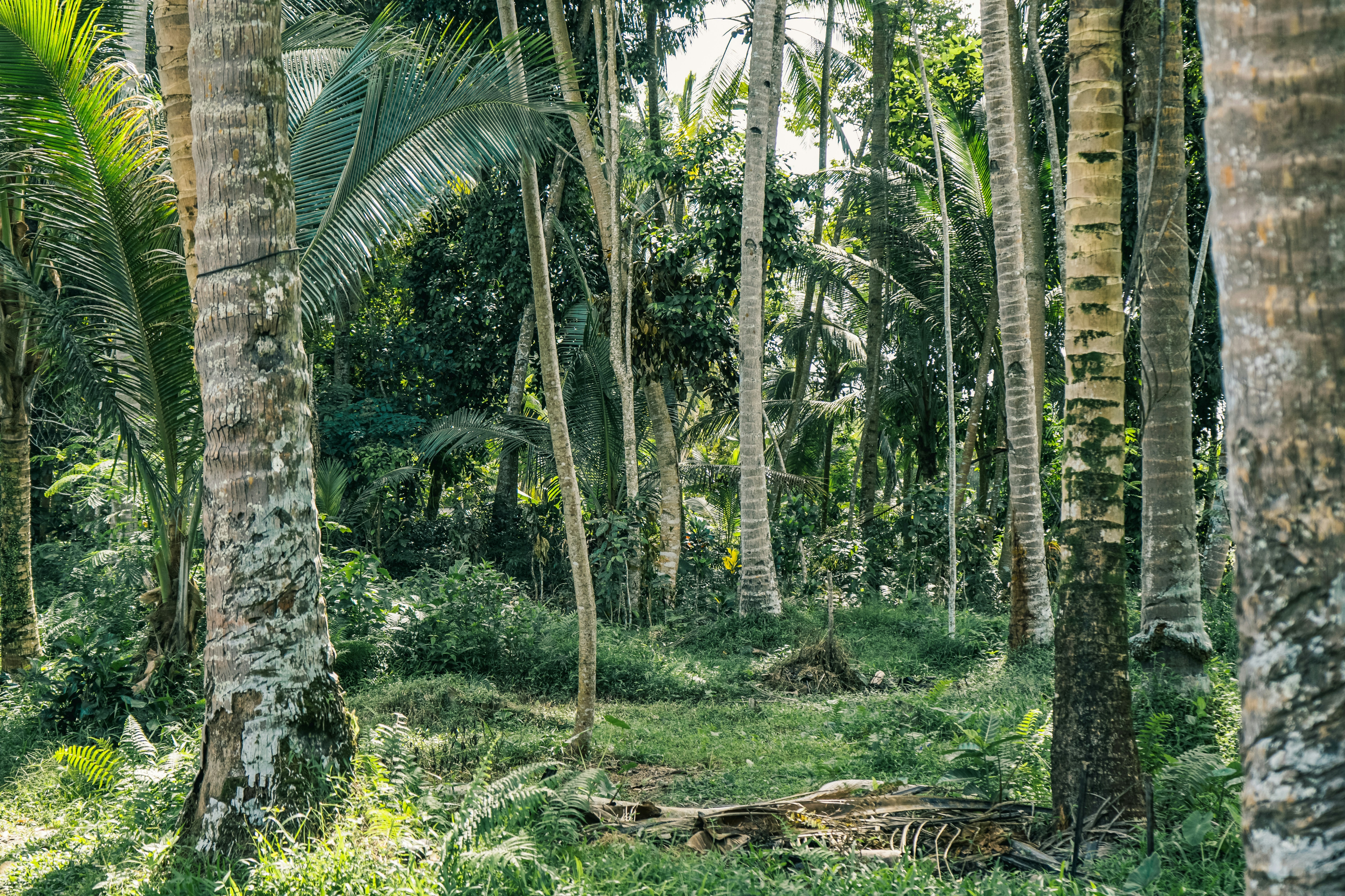 Photo by aseprendi12