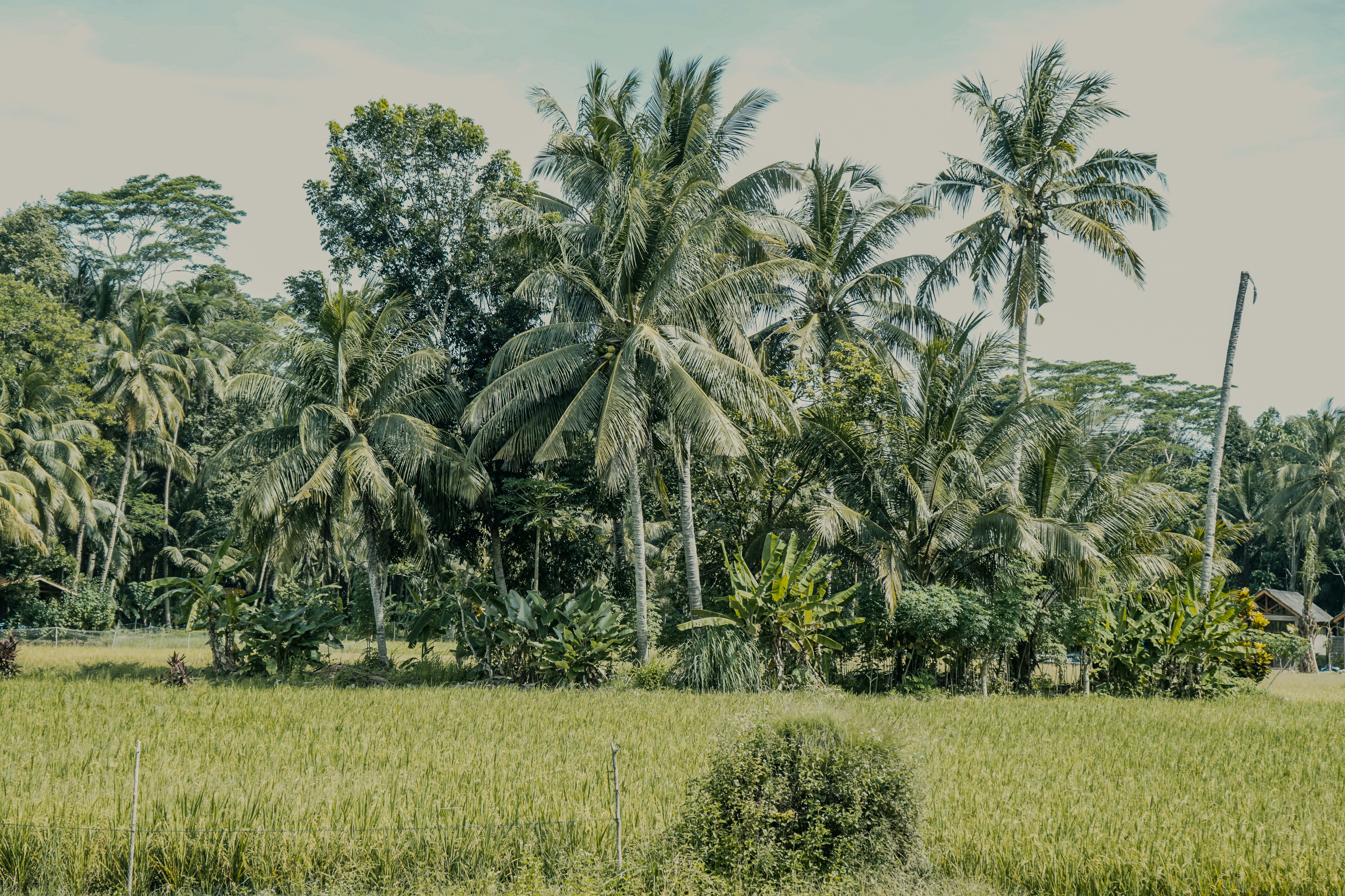 Photo by aseprendi12