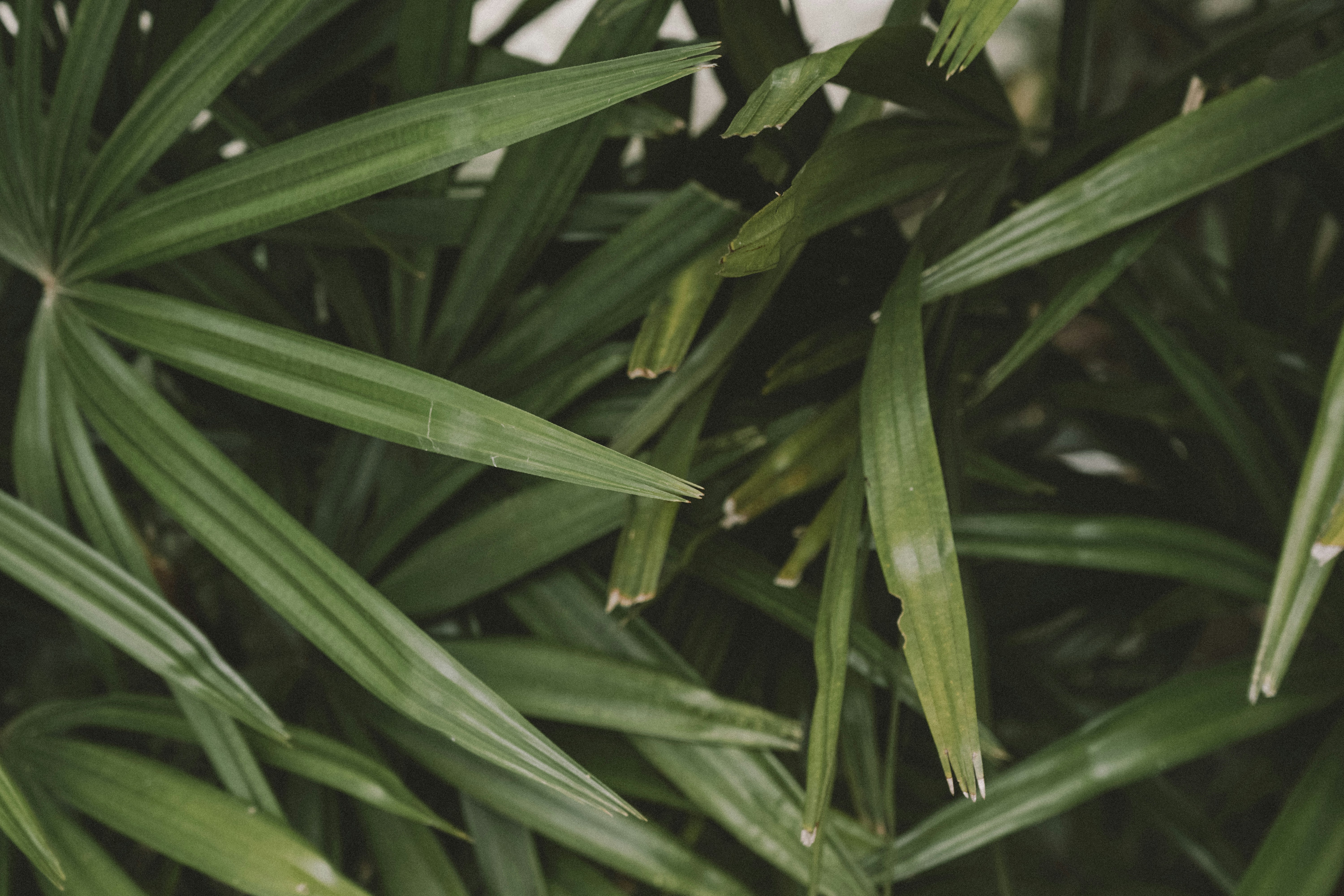 Photo by aseprendi12