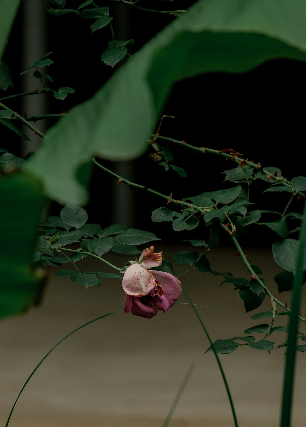 a pink flower with green leaves in the background