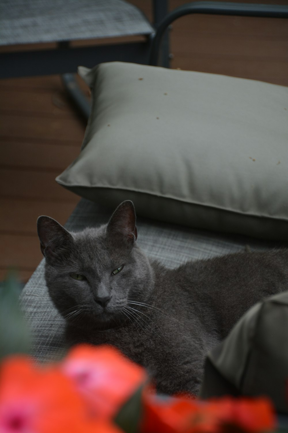 a gray cat laying on top of a bed next to pillows