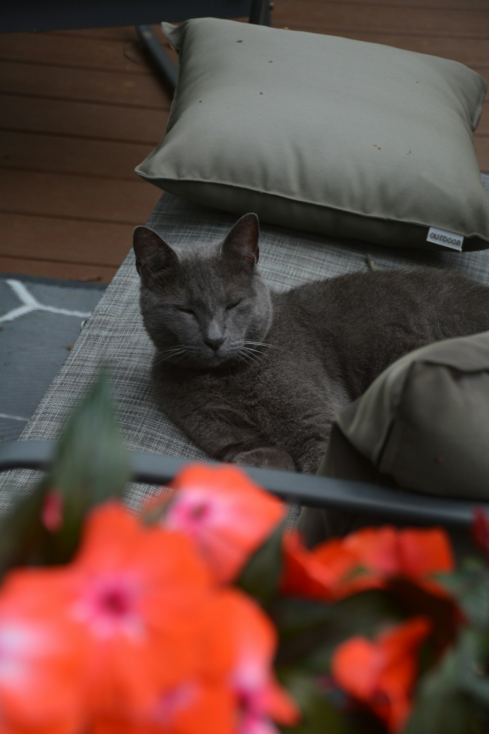 a gray cat laying on top of a rug next to pillows