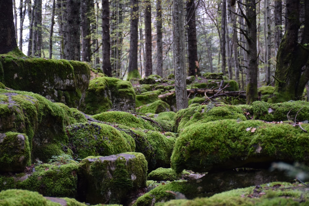 a forest filled with lots of green moss covered rocks