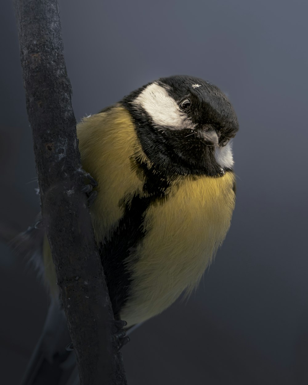 a yellow and black bird perched on a tree branch