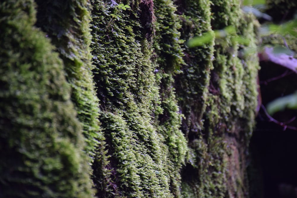 moss growing on a wall in a forest