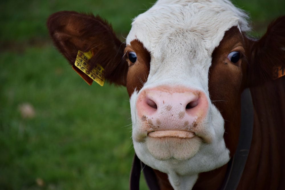 a brown and white cow with a tag on its ear