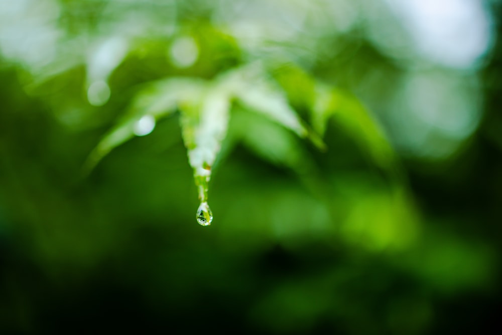 a drop of water hanging from a green leaf