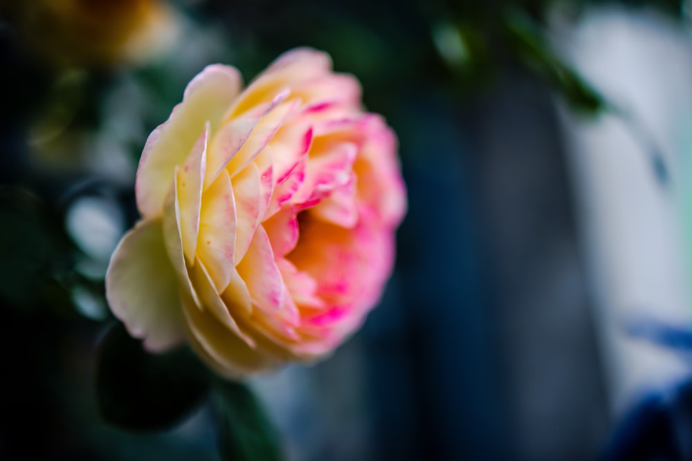 a close up of a pink and yellow flower