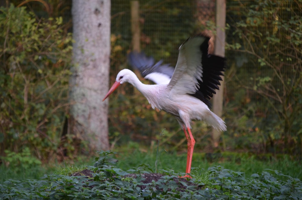 a large white bird with a long beak