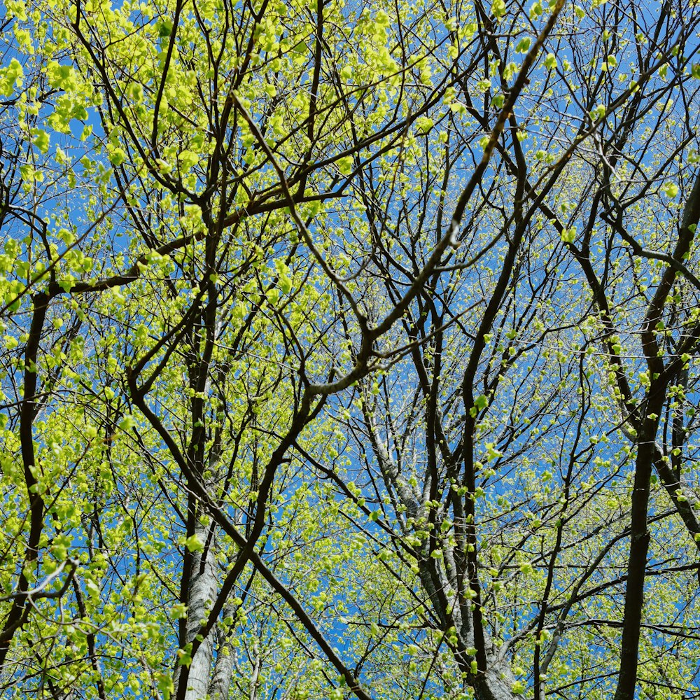 a blue sky is seen through the branches of a tree