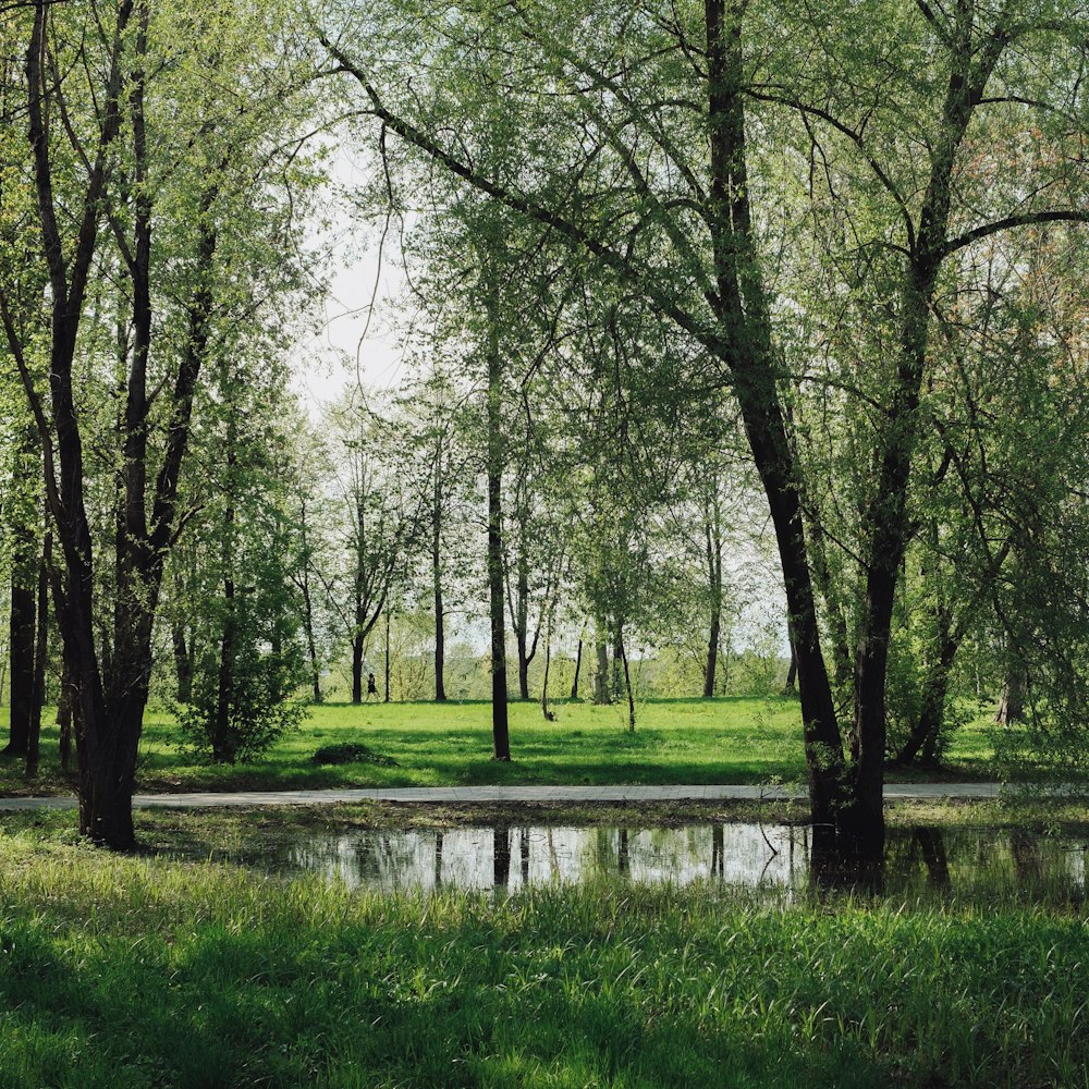 a pond surrounded by trees in a park