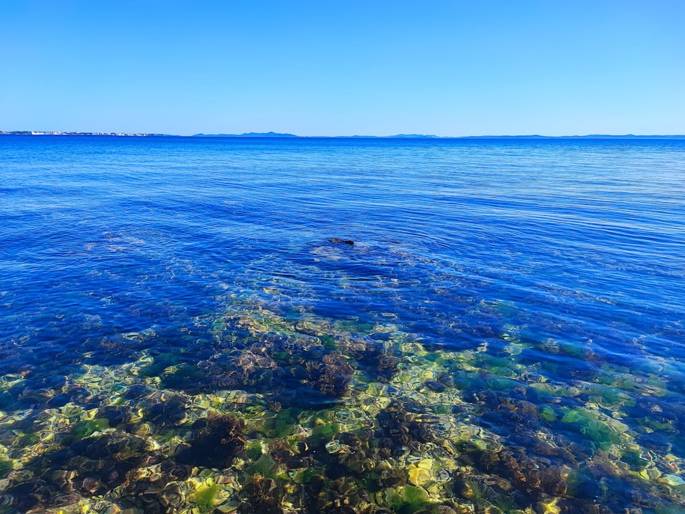 a body of water that has some plants in it